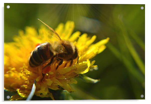 Honey Bee Acrylic by Ollie Hully