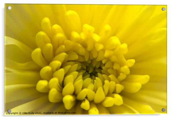 Yellow Chrysanthemum flower  Acrylic by Ollie Hully