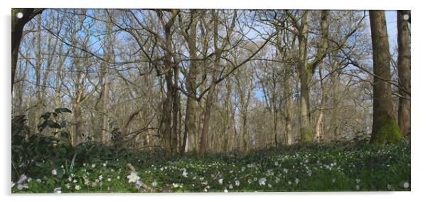 woodland panorama  Acrylic by Ollie Hully