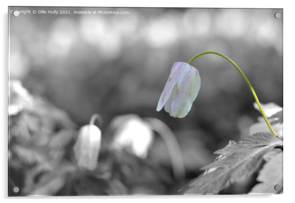 spring wood anemone white flower Acrylic by Ollie Hully