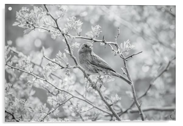 GARDEN BIRDS Acrylic by Jason Atack