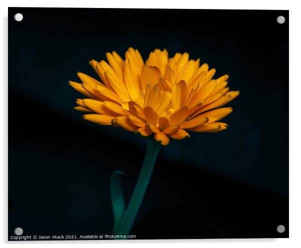 Plant flower Acrylic by Jason Atack