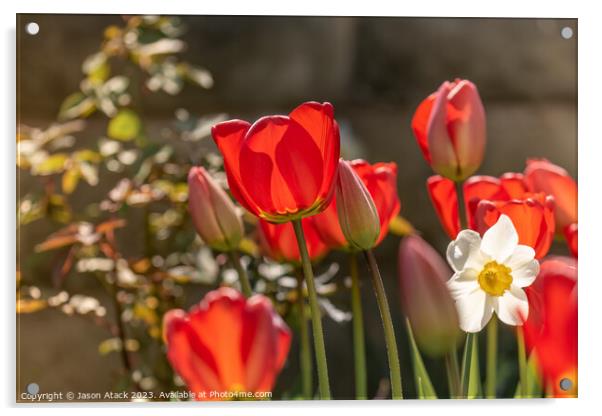 Tulips Acrylic by Jason Atack