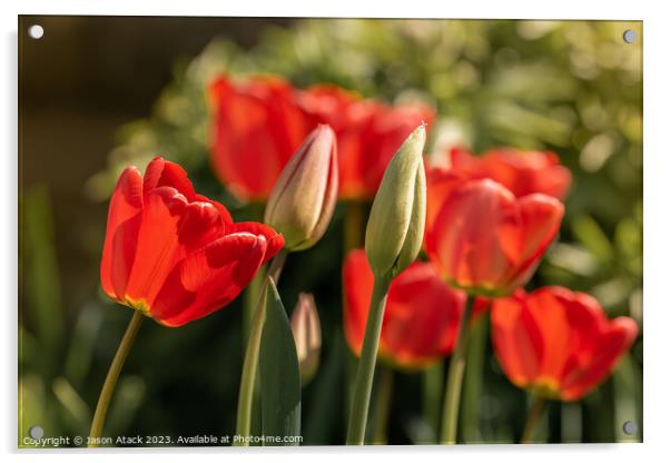 Tulips Acrylic by Jason Atack