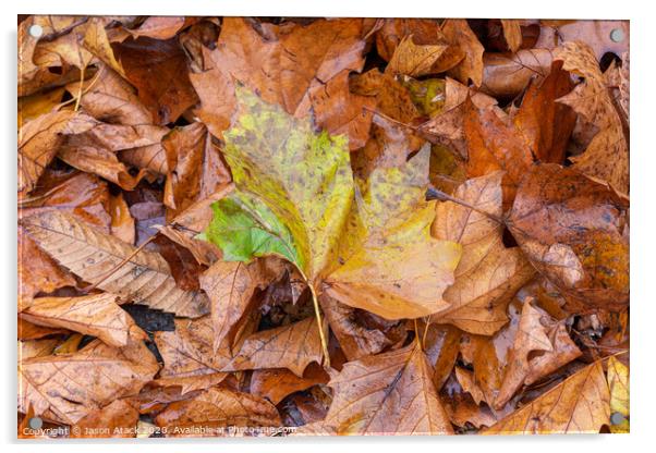 Autumn Leaves Acrylic by Jason Atack