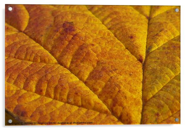 Beech Leaf Macro Acrylic by Ashley Stubbings