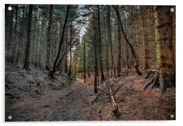 Dalby Forest Acrylic by Kieron Middleton