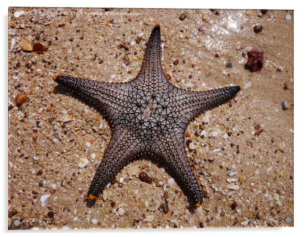 Starfish Acrylic by Paul Richards