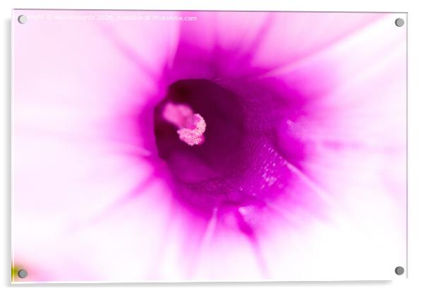 Flower Acrylic by Paul Richards