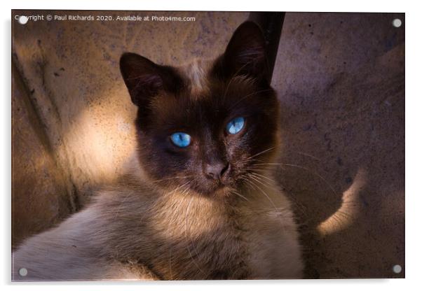 Siamese cat Acrylic by Paul Richards