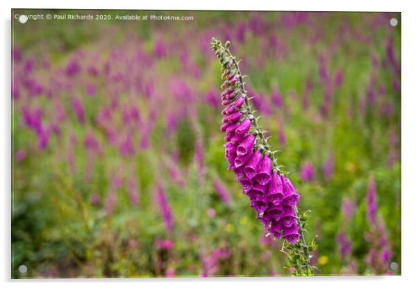 Foxglove Acrylic by Paul Richards