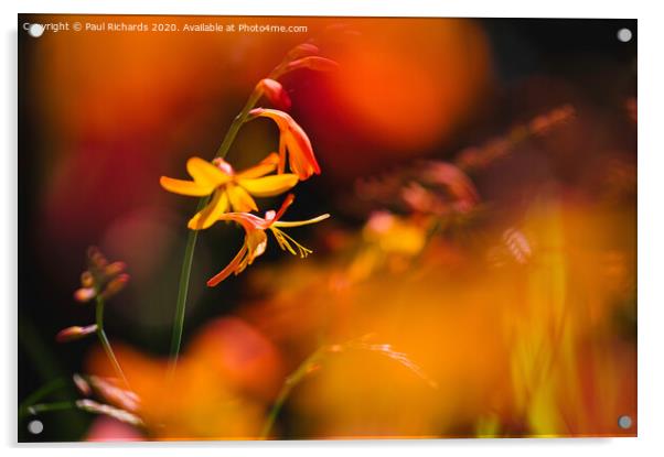 Flower in the sun Acrylic by Paul Richards