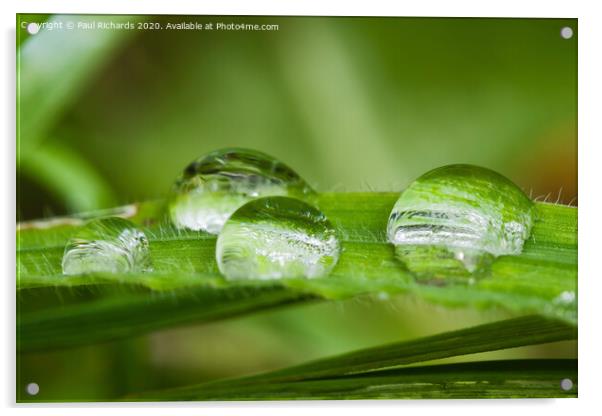 Droplets of water on grass Acrylic by Paul Richards