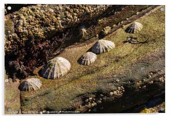 Limpets in the sunshine Acrylic by Paul Richards