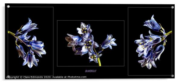 Bluebell triptych Acrylic by Clare Edmonds