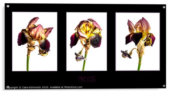 Iris Triptych Acrylic by Clare Edmonds