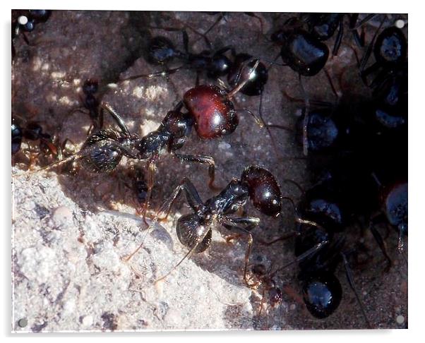 Large Black Ants Acrylic by Les Morris