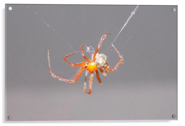 Orange Spider Acrylic by Les Morris