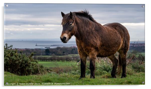 Exmoor Pony Acrylic by Robin Hunter