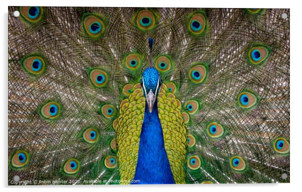 Peacock  Acrylic by Robin Hunter
