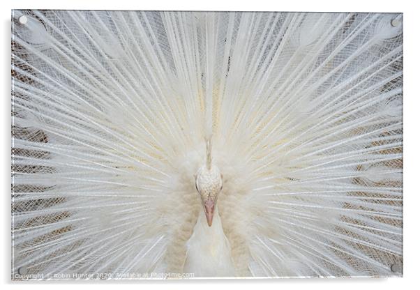 White Peacock Acrylic by Robin Hunter