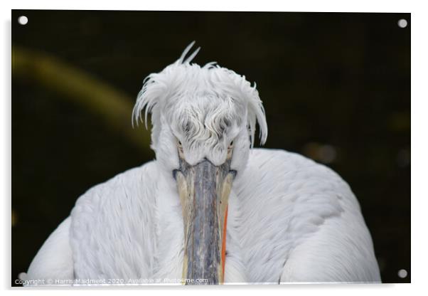 Posing Pelican Acrylic by Harris Maidment