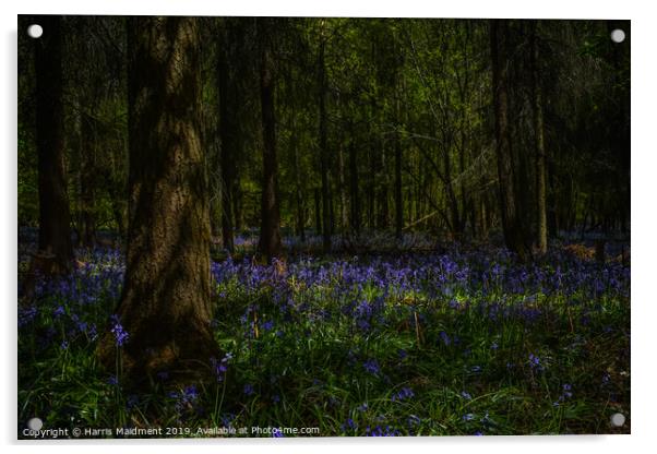 Bluebell Woodland Acrylic by Harris Maidment