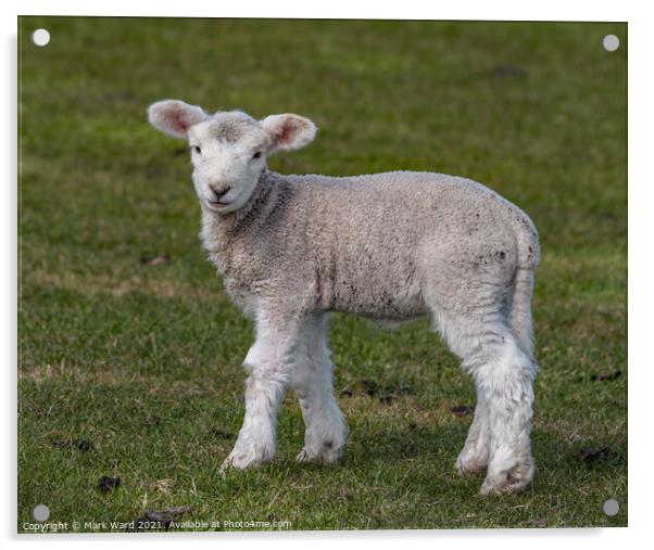 Little but Brave Lamb. Acrylic by Mark Ward