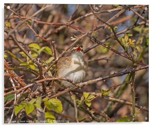 Reed Warbler Warbling. Acrylic by Mark Ward