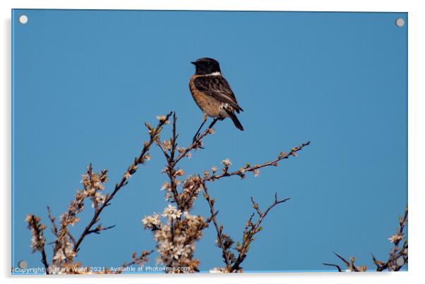 StoneChat in a Tree. Acrylic by Mark Ward
