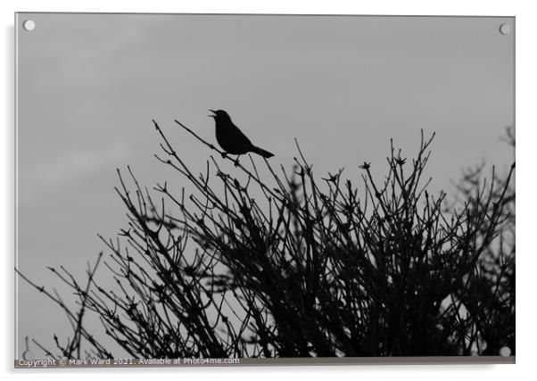 Blackbird in Black. Acrylic by Mark Ward