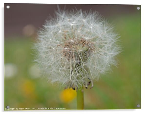 Dandelion Seedhead. Acrylic by Mark Ward