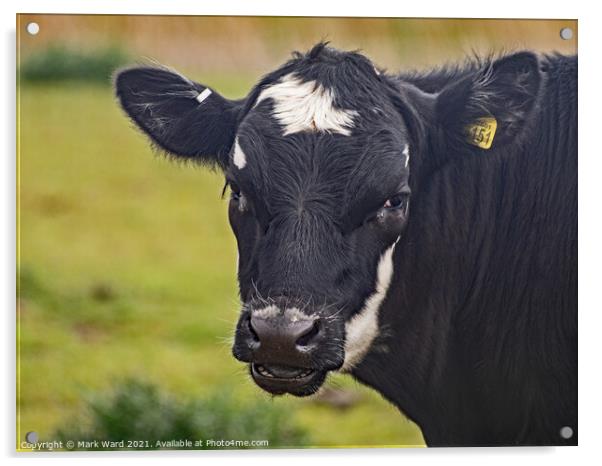 Bull with no Fear. Acrylic by Mark Ward