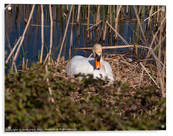 Swan on the Nest. Acrylic by Mark Ward