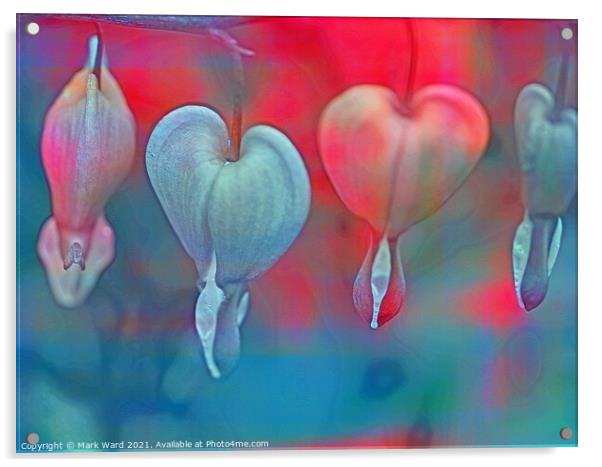 Dicentra Display Acrylic by Mark Ward