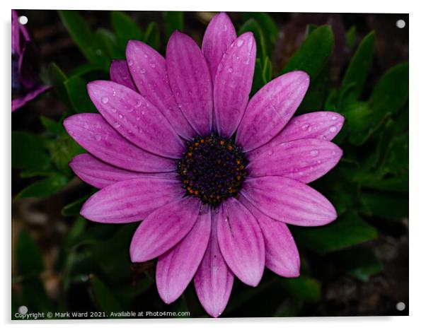 Osteospermum Flower Acrylic by Mark Ward