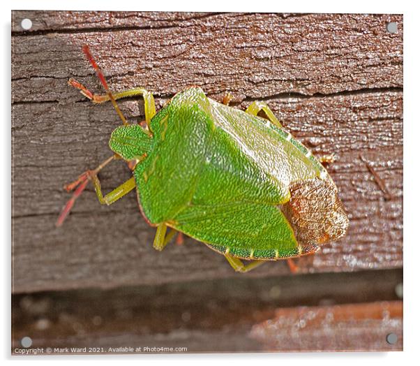 Common Green Capsid Bug. Acrylic by Mark Ward