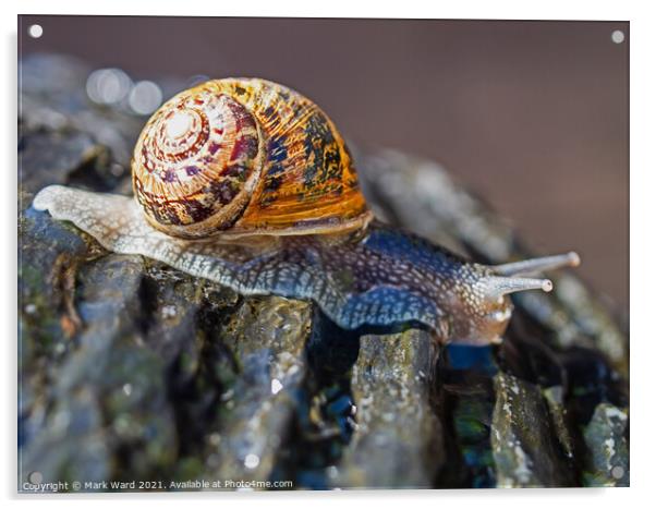 A Snail at High Speed. Acrylic by Mark Ward