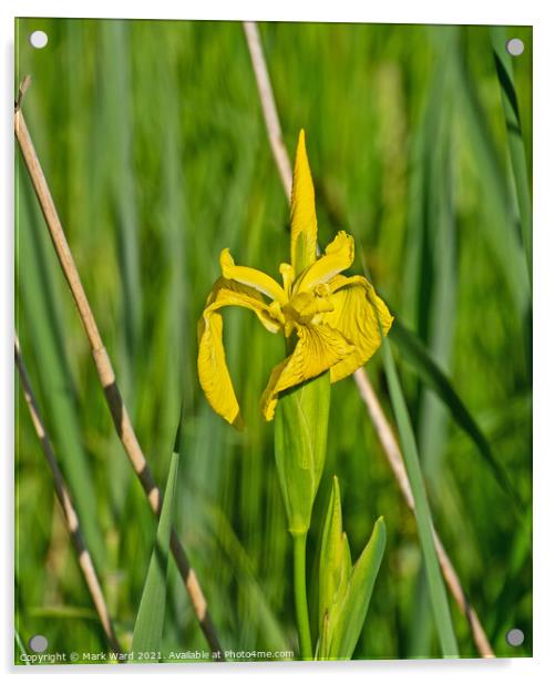 Flag Iris Acrylic by Mark Ward