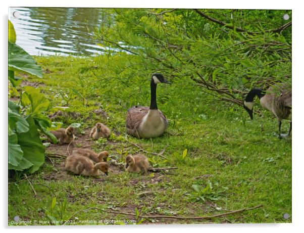 Canada Geese with Goslings Acrylic by Mark Ward