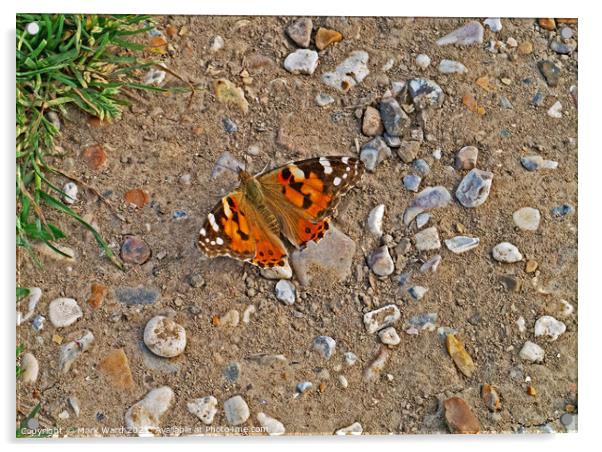 Painted Lady Butterfly. Acrylic by Mark Ward