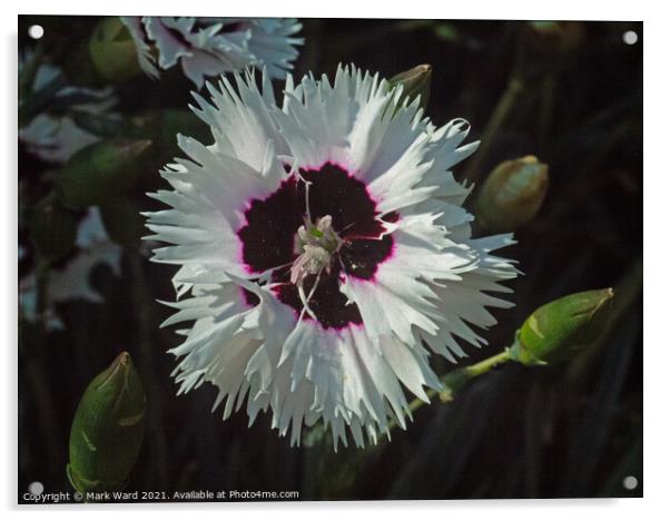 Dianthus Delight. Acrylic by Mark Ward