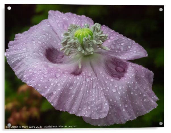 Poppy in the Rain Acrylic by Mark Ward