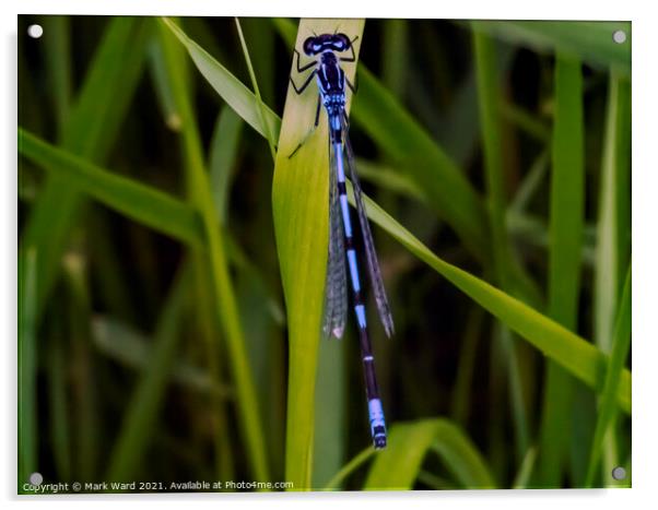 Damselfly in June Acrylic by Mark Ward