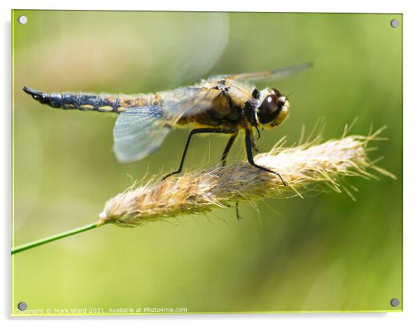 Dragonfly perched with wings outstretched. Acrylic by Mark Ward