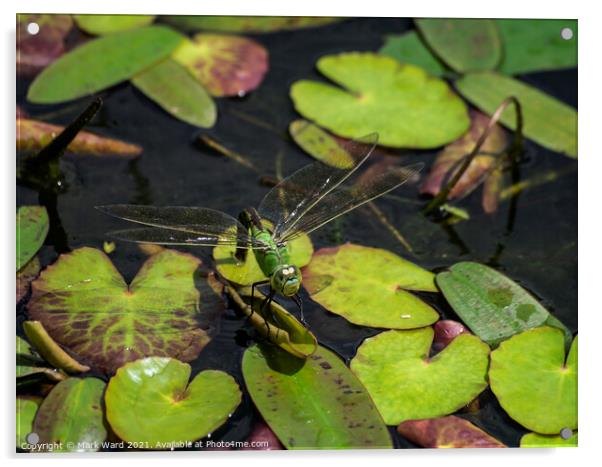 Large Green Dragonfly Acrylic by Mark Ward