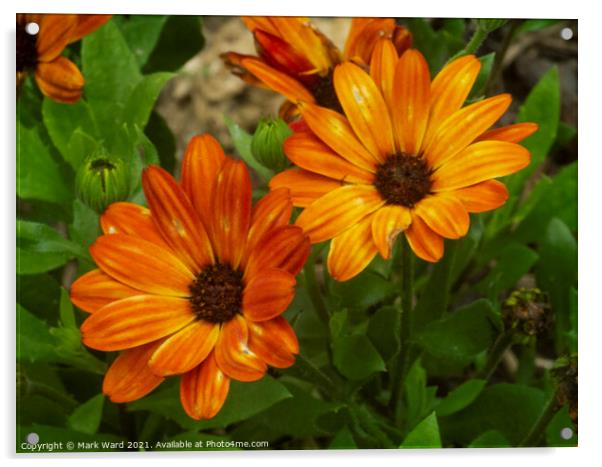 Orange Osteospermum Flowers. Acrylic by Mark Ward