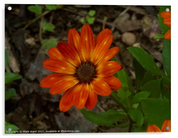 Bright Orange Osteospermum Acrylic by Mark Ward