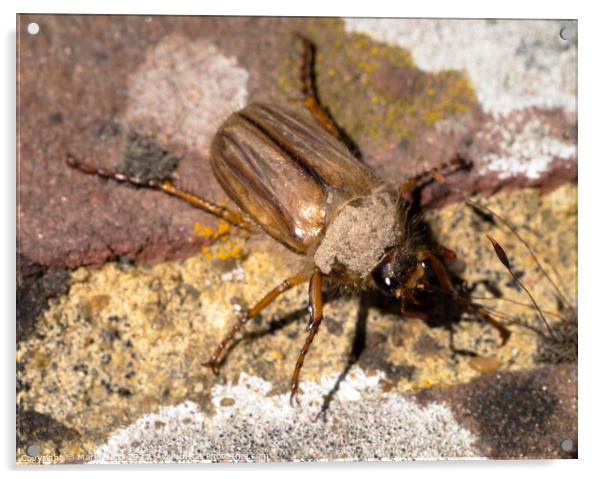 Maybug Beetle. Acrylic by Mark Ward