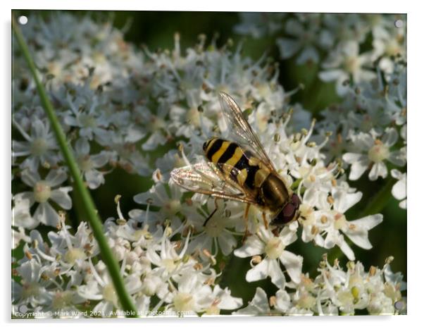 Hoverfly on Cow Parsley. Acrylic by Mark Ward